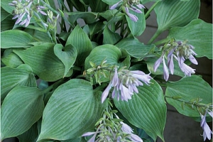 Twirlatini, Hosta